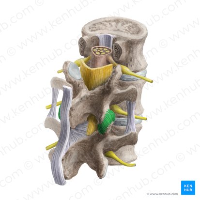 Articular capsule of zygapophyseal joint (Capsula articularis articulationis zygapophysialis); Image: Liene Znotina