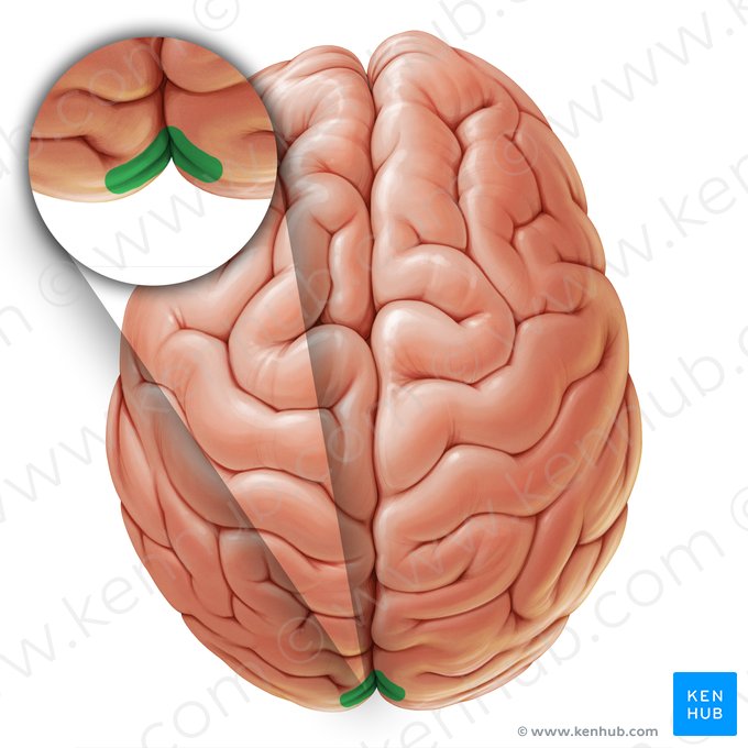 Surco calcarino (Sulcus calcarinus); Imagen: Paul Kim