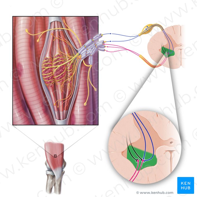 Anterior horn of spinal cord (Cornu anterius medullae spinalis); Image: Paul Kim