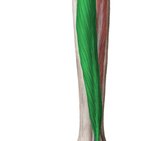 Flexor digitorum longus muscle