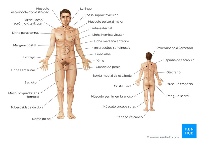 Anatomia de superfície masculina - vistas anterior e posterior