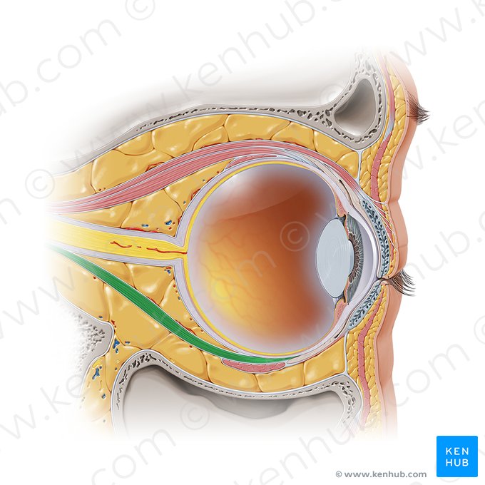 Muscle droit inférieur (Musculus rectus inferior); Image : Paul Kim