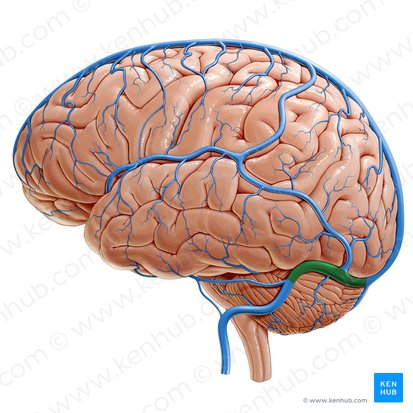 Sinus transversus (Querverlaufender Blutleiter); Bild: Paul Kim