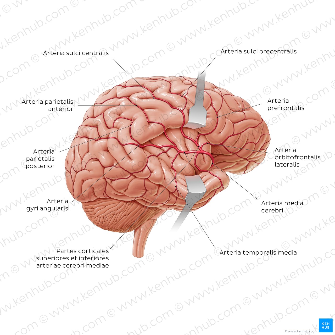 Branches of the middle cerebral artery (diagram)