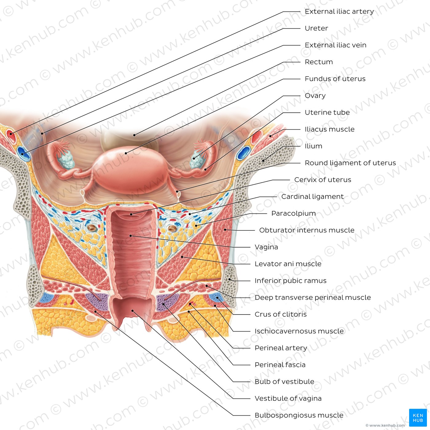 Uterus and vagina