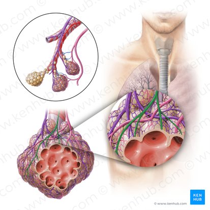 Nervus bronchialis (Bronchialnerv); Bild: Paul Kim