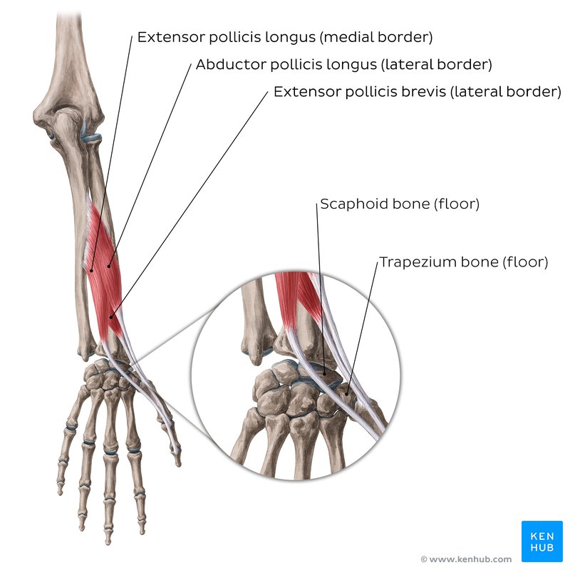 Borders of the anatomical snuffbox