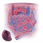 Spleen microcirculation