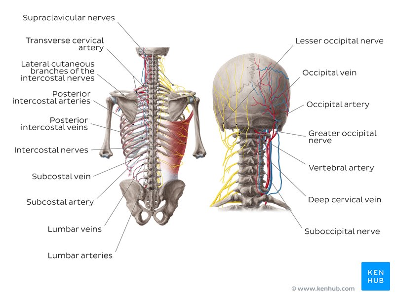 Anatomy of the back Spine and back muscles Kenhub