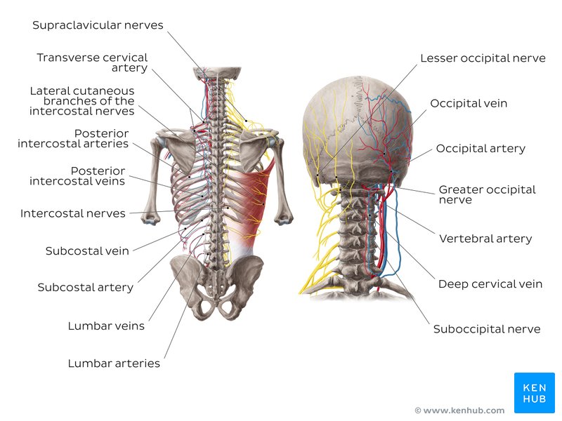 Nerves and vessels of the back