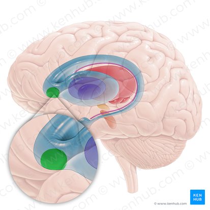 Nucleus accumbens (Akkumbenskern); Bild: Paul Kim