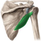 Musculus teres minor