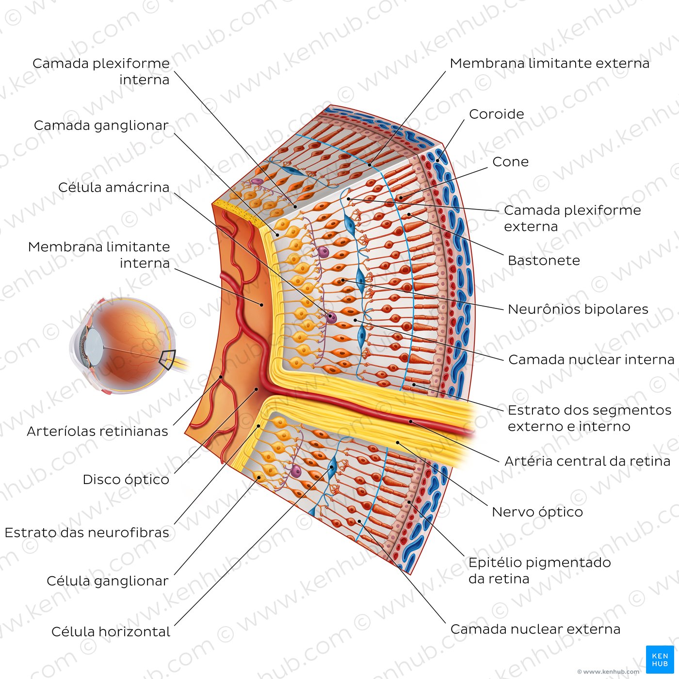 Cells and layers of the retina (coronal view)