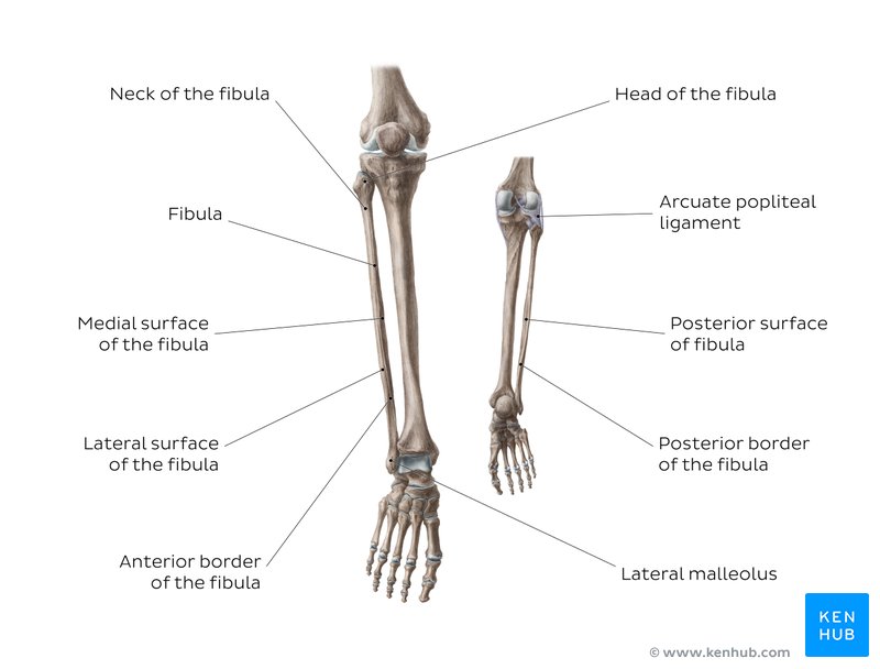 Anatomy of the fibula - anterior and posterior views