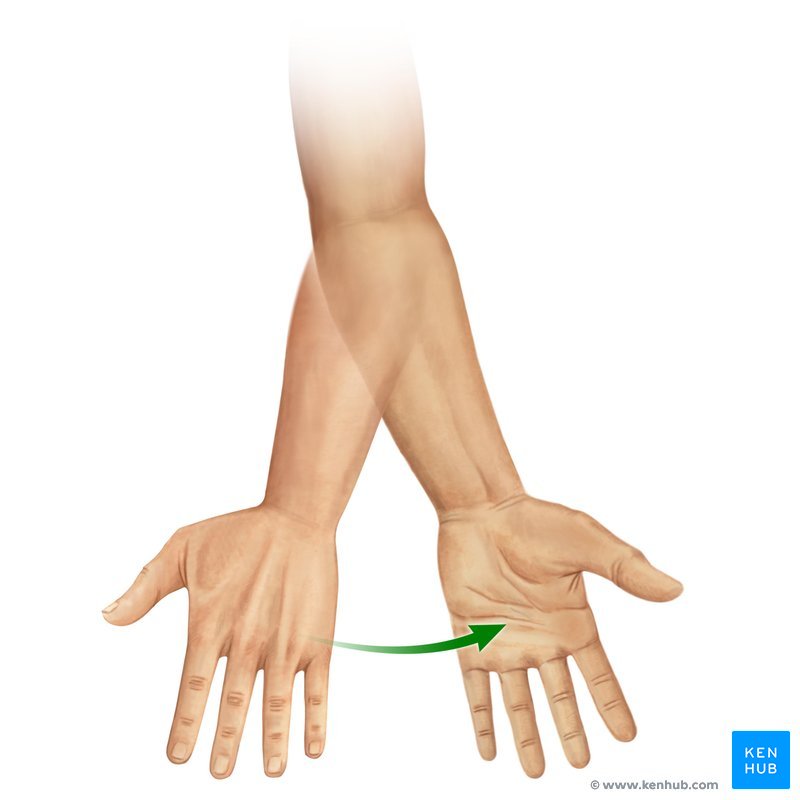 Supination of forearm