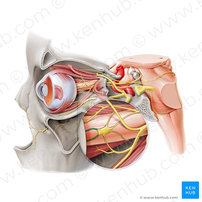 Short ciliary nerves (Nervi ciliares breves); Image: Paul Kim