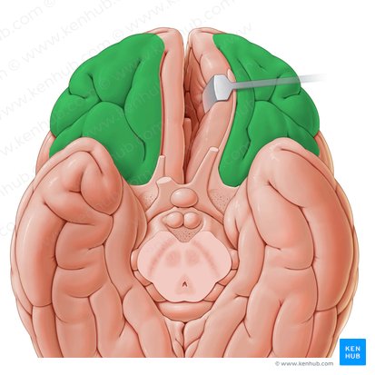 Giros orbitários (Gyri orbitales); Imagem: Paul Kim