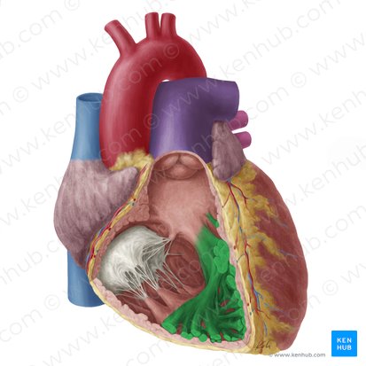 Trabeculae carneae of right ventricle (Trabeculae carneae ventriculi dextri); Image: Yousun Koh