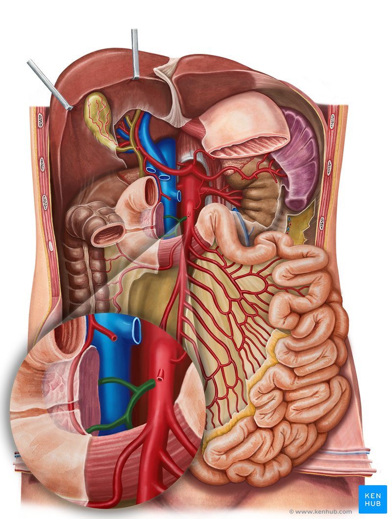 Inferior pancreaticoduodenal artery: Branches, function | Kenhub, image size:800x1059