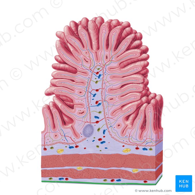 Mesotélio (Mesothelium); Imagem: Paul Kim