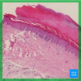 Integumentary system: Definition, diagram and function | Kenhub