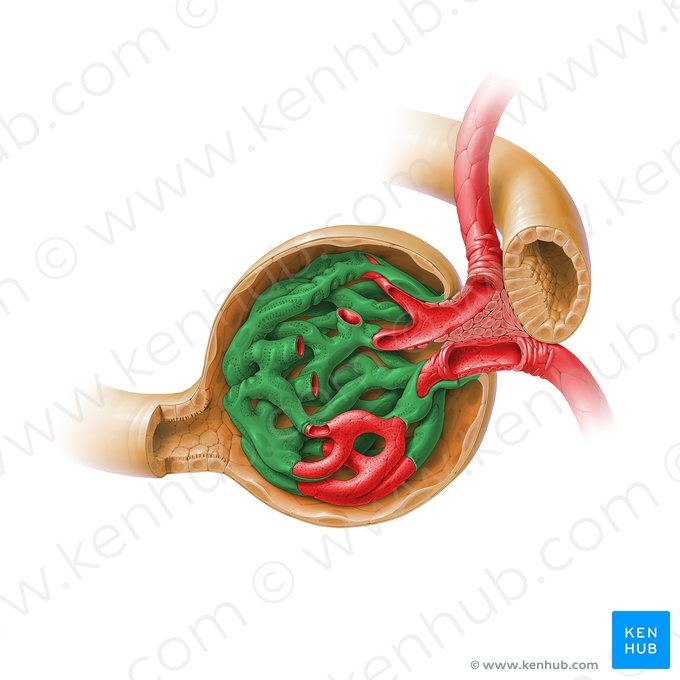 Stratum viscerale capsulae glomerularis (Viszerales Blatt der Bowman-Kapsel); Bild: Paul Kim