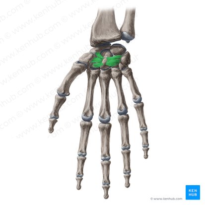 Ligamentum radiatum carpi (Strahlenförmiges Handwurzelband); Bild: Yousun Koh