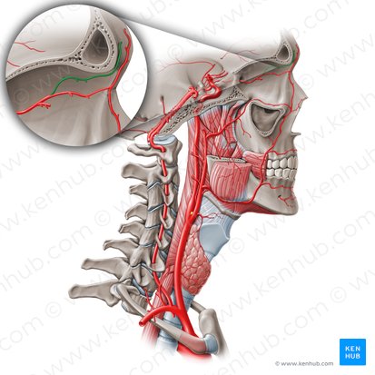 Supraorbital artery (Arteria supraorbitalis); Image: Paul Kim