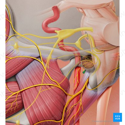Glossopharyngeal nerve (Nervus glossopharyngeus); Image: Paul Kim