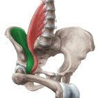 Anatomie lernen in 3D