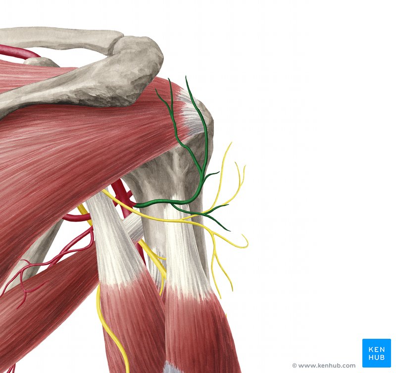 Posterior circumflex humeral artery (Arteria circumflexa posterior humeri)