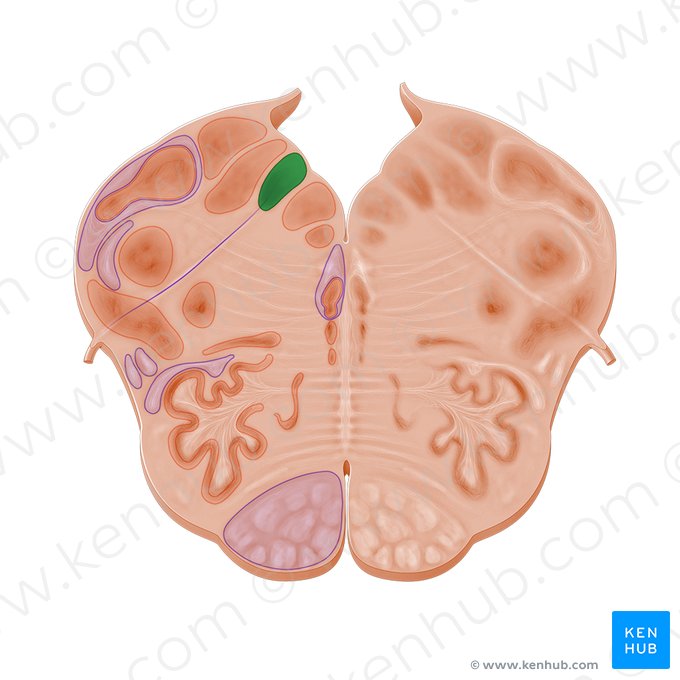 Núcleo posterior del nervio vago (Nucleus posterior nervi vagi); Imagen: Paul Kim