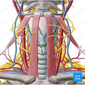 Arteria thyroidea superior (Obere Schilddrüsenarterie); Bild: Yousun Koh