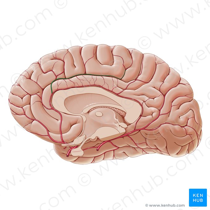 Callosomarginal artery (Arteria callosomarginalis); Image: Paul Kim