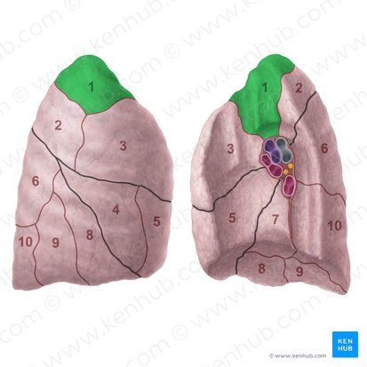 Segmento apical do pulmão direito (Segmentum apicale pulmonis dextri); Imagem: Paul Kim
