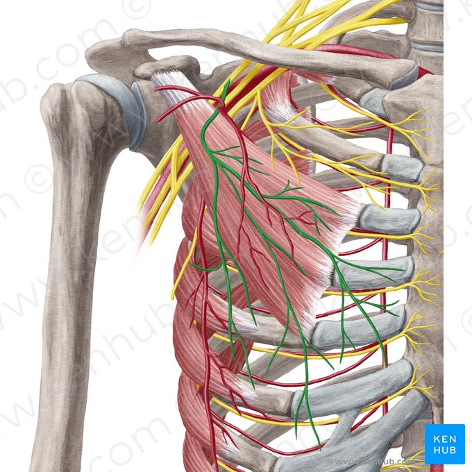 Nervo peitoral lateral (Nervus pectoralis lateralis); Imagem: Yousun Koh