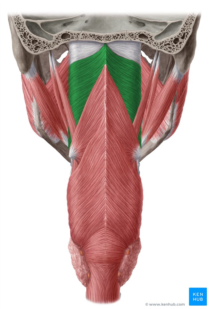 Superior pharyngeal constrictor