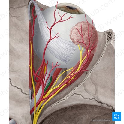 Central retinal artery (Arteria centralis retinae); Image: Yousun Koh