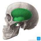 Temporalis muscle