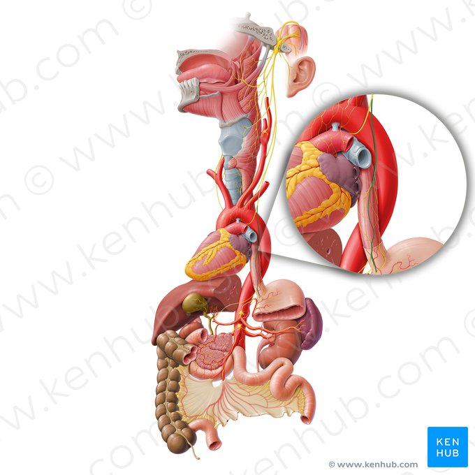 Anterior vagal trunk (Truncus vagalis anterior); Image: Paul Kim
