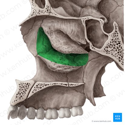 Meato nasal medio (Meatus nasalis medius); Imagen: Yousun Koh