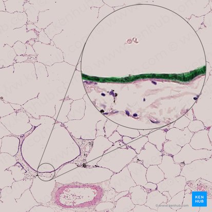 Simple cuboidal ciliated epithelium of respiratory bronchiole (Epithelium simplex cuboideum ciliatum bronchioli respiratorii); Image: 