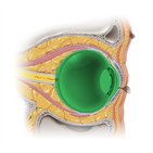 Anatomie de l’œil