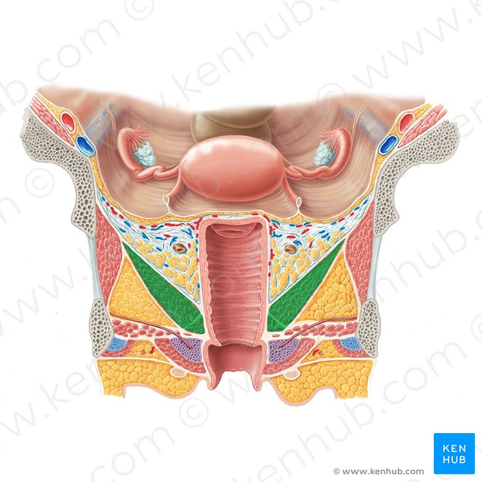 Muscle élévateur de l'anus (Musculus levator ani); Image : Samantha Zimmerman