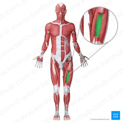 Músculo vasto intermédio (Musculus vastus intermedius); Imagem: Irina Münstermann