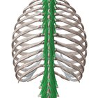 Musculus multifidus