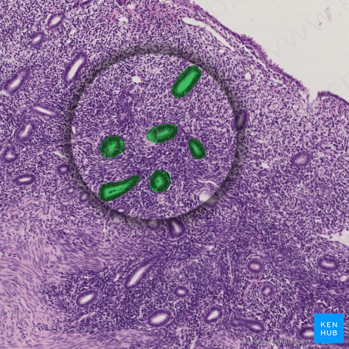 Endometrial glands (Glandulae endometrii); Image: 