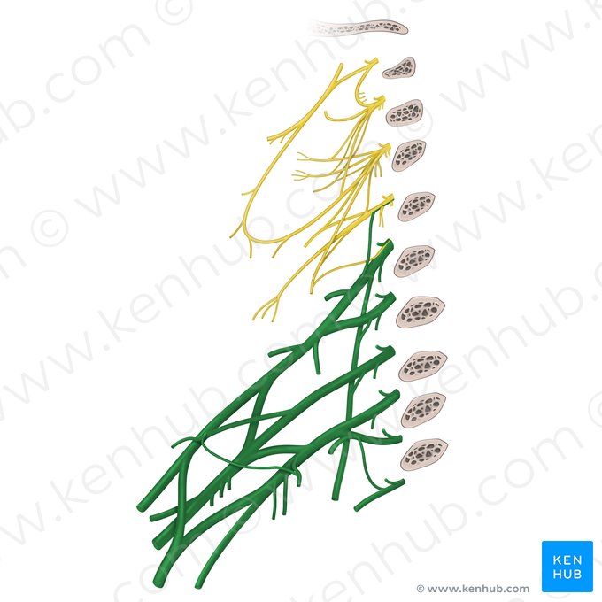 Brachial plexus (Plexus brachialis); Image: Begoña Rodriguez