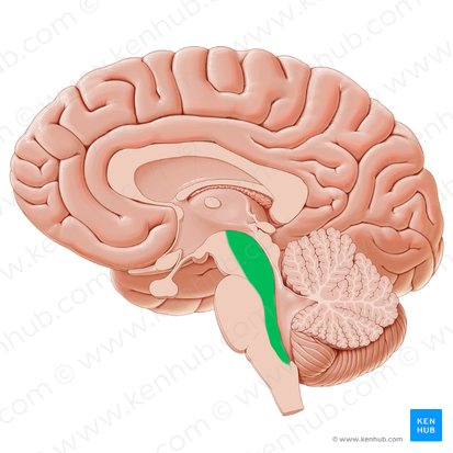 Tegmentum; Image: Paul Kim