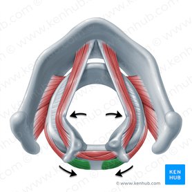 Acción del músculo cricoaritenoideo posterior (Functio musculi cricoarytenoidei posterioris); Imagen: Paul Kim